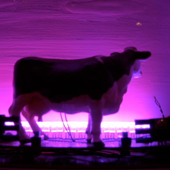 Cow box